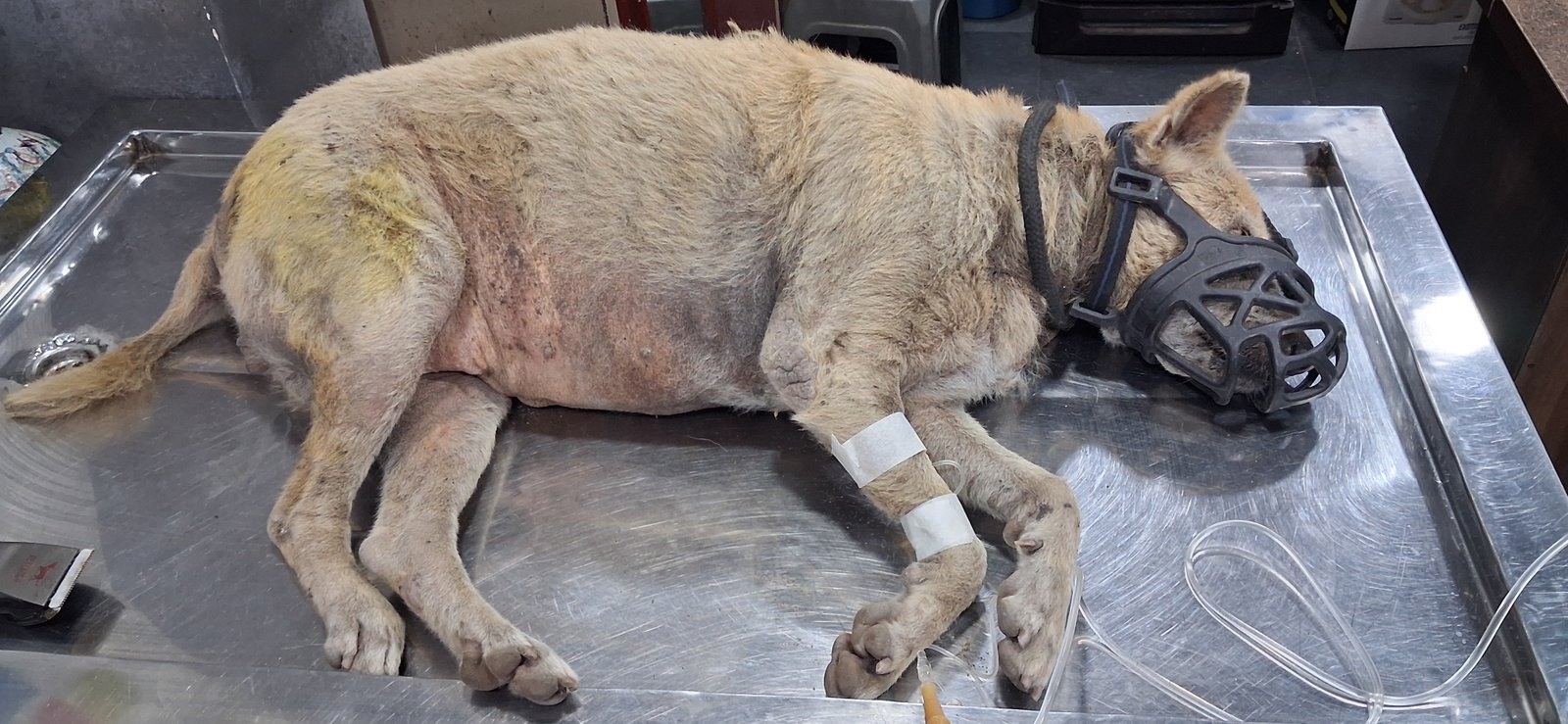 NSD Animal Foundation Image