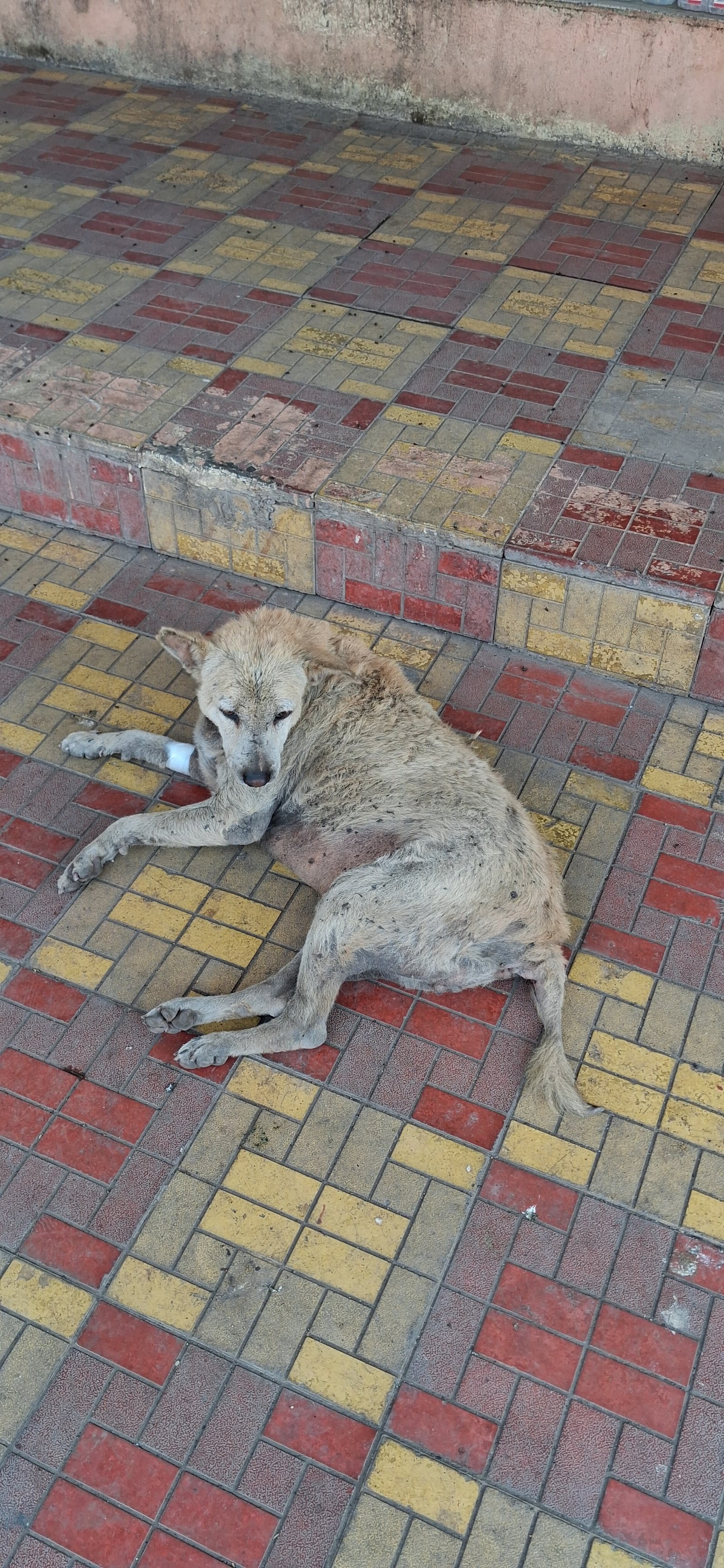 NSD Animal Foundation Image