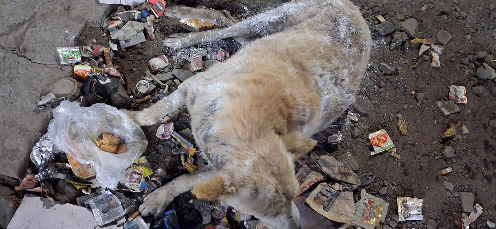 NSD Animal Foundation Image