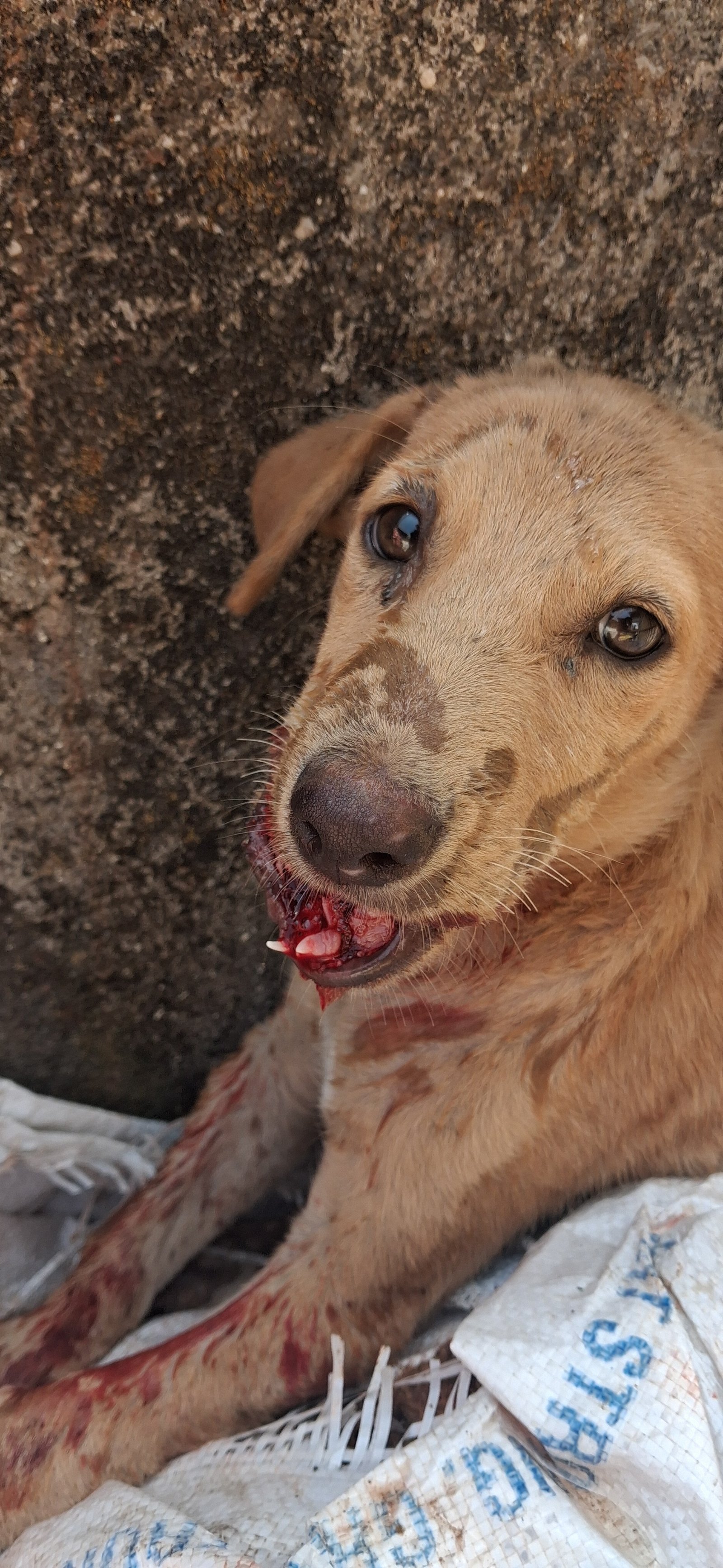 NSD Animal Foundation Image