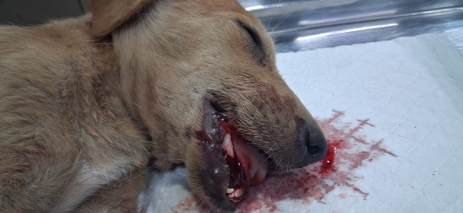 NSD Animal Foundation Image