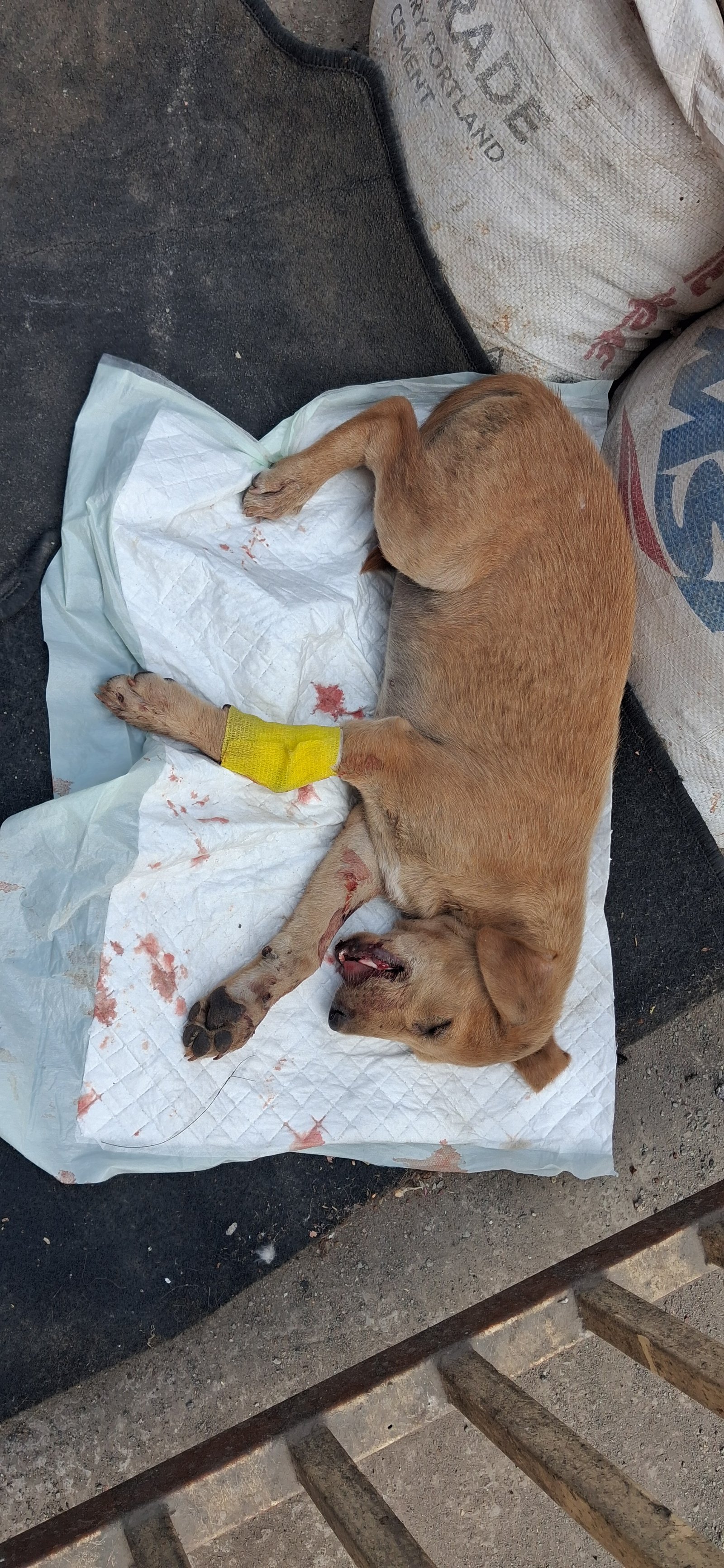 NSD Animal Foundation Image