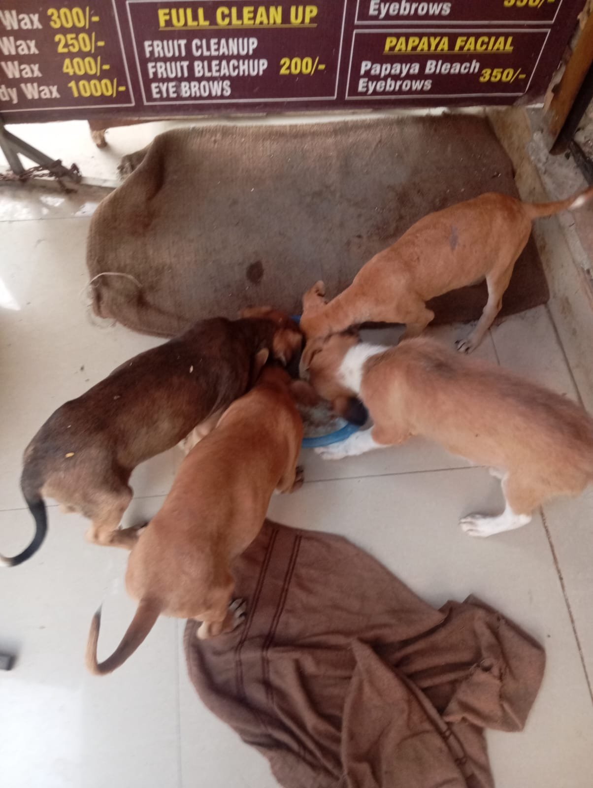 NSD Animal Foundation Image