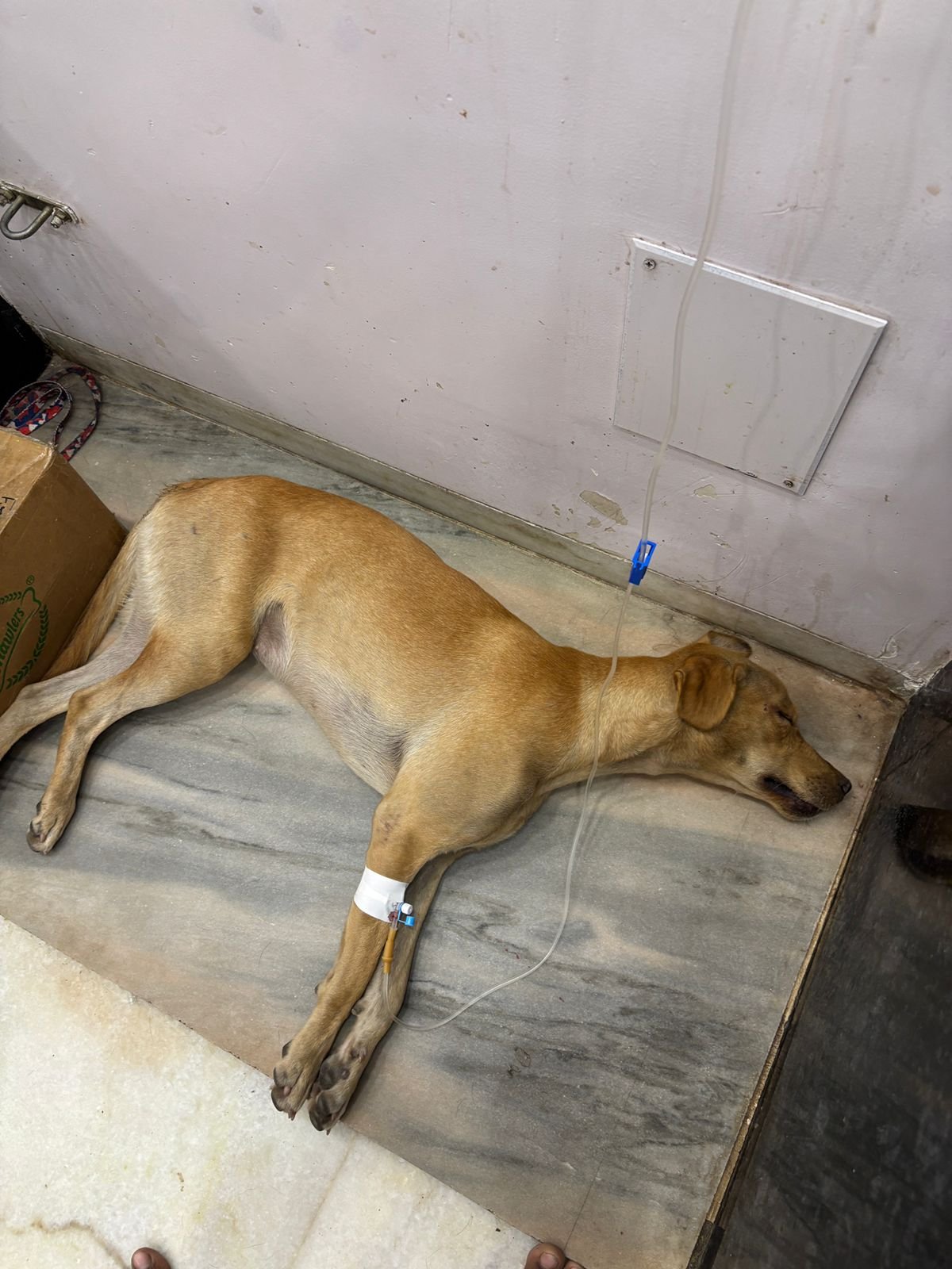 NSD Animal Foundation Image