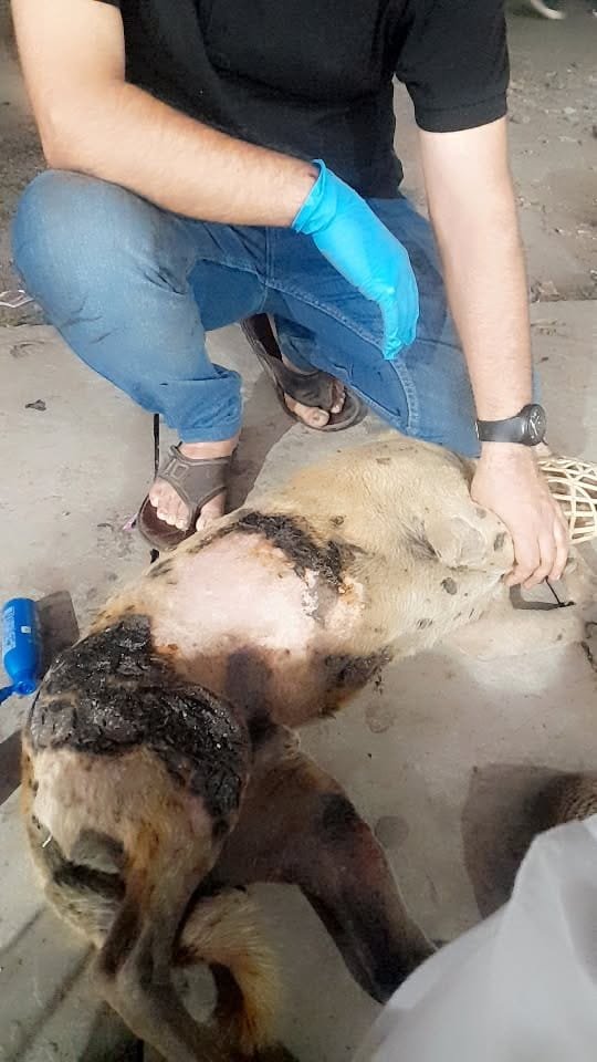 NSD Animal Foundation Image